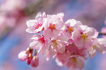 かわいいい薄ピンクの花びらの綺麗な桜