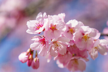Fototapeta premium かわいいい薄ピンクの花びらの綺麗な桜