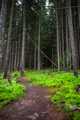 pine tree forest footpath trail