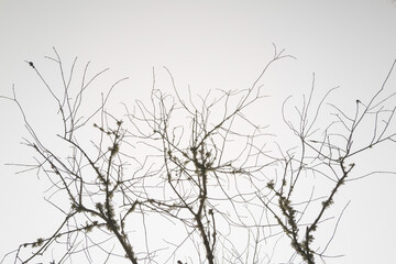 Abstract geometry of bare tree branches in the foggy sky covered with lichen and fungi