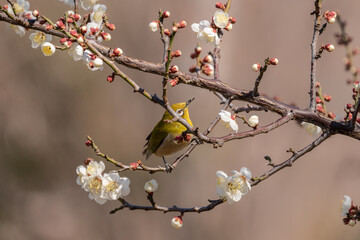 梅をついばむメジロ