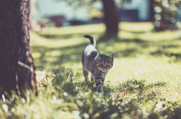 Young  kitty, cat in the garden. Family pet.