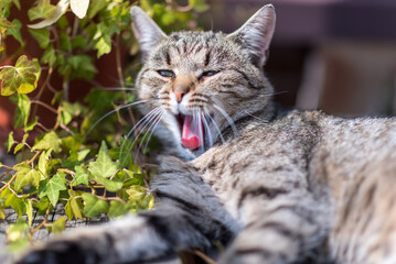 Young  kitty, cat in the garden. Family pet.