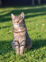 Naklejka na ściany i meble Young kitty, cat in the garden. Family pet.