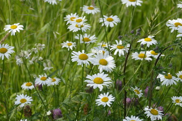 Wiese mit weißen Margeriten (Leucanthemum) und Rotklee (Trifolium pratense).