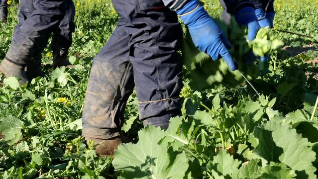 Contadino raccoglie a mano la verdura dal campo coltivato.
Tagliare la verdura dalla pianta, i tipici broccoletti romaneschi.