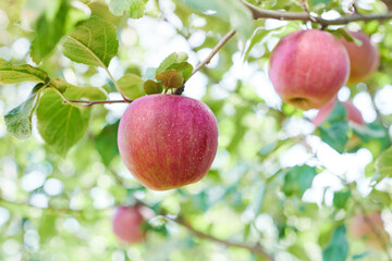 Red apple variety on the fruiting tree - malus Domestica gala in the garden. Fruits on the lush green trees, fruit ready to harvest.