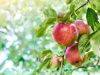 Red apple variety on the fruiting tree - malus Domestica gala in the garden. Fruits on the lush green trees, fruit ready to harvest.