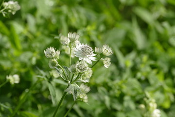 Weiße Blüten der Großen Sterndolde (Astrantia major) vor unscharfem Hintergrund.