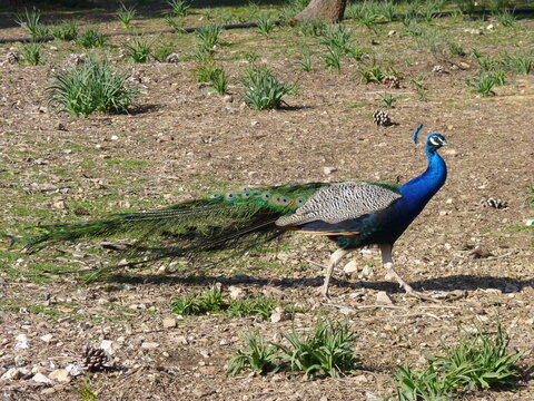 Pavo real salvaje en su hábitat natural