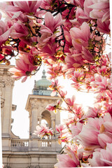 Magnolia Piazza Tommaseo Milano Italia