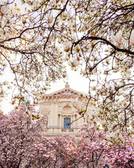 Magnolia Piazza Tommaseo Milano Italia