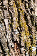 bark of a tree