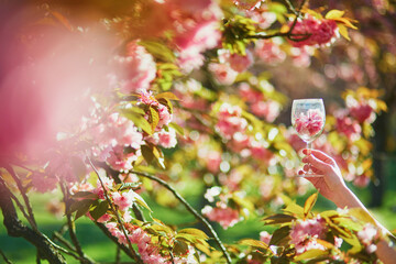 Woman hand holding a wine glass full of pink cherry blossom petals on a spring day