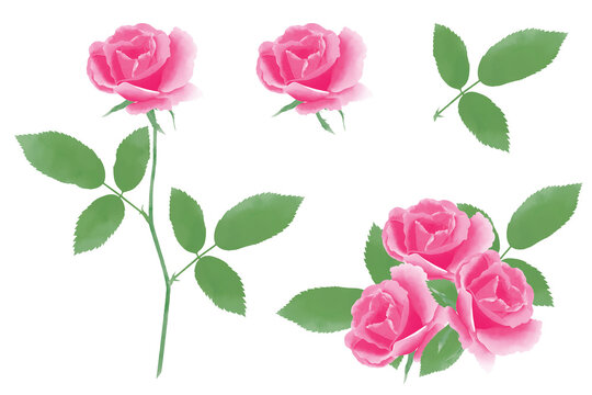 Watercolor pink rose elements digital painted on white background.
