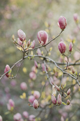 Beautiful spring background. Fresh pink magnolia blossom in the garden in sunlight.