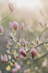 Beautiful spring background. Fresh pink magnolia blossom in the garden in sunlight. © anna_gorbenko