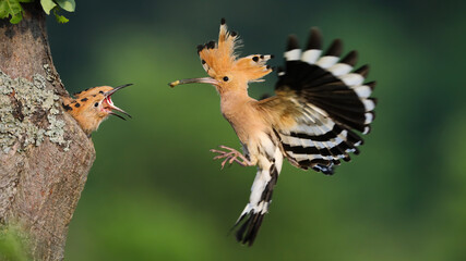 Eurasian hoopoe, upupa epops, feeding chicks in nest in springtime. Bird with orange crest landing on tree with food. Baby animals with open beaks in hole.