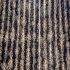 vue aérienne d'une plantation à Hous dans l'Eure-et-Loir en France