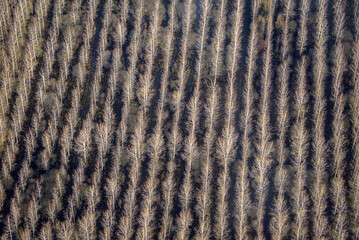 vue aérienne d'une plantation à Hous dans l'Eure-et-Loir en France