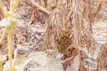 meadow of dried banana leaves banana fruit