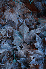 frozen leaves in the nature in winter season