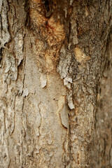 Wooden Bark in the garden , Close up Texture