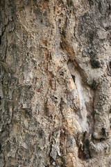 Wooden Bark in the garden , Close up Texture