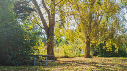 autumn in the park