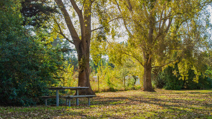 autumn in the park