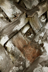 Wooden Bark in the garden , Close up Texture