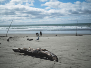 Obraz premium log on the beach