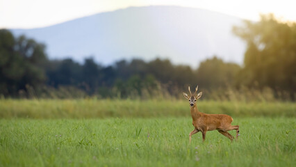 Roe deer, capreolus capreolus, walking on grassland in summer shining sun. Antlered mammal looking...