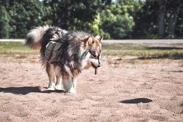 Portrait of a young Finnish Lapphund dog