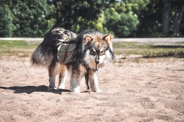 Portrait of a young Finnish Lapphund dog