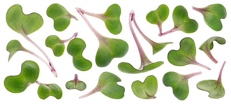 Radish microgreen leaves, young sprouts isolated on white background