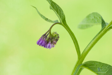 Flower pink of a comfrey on green blurred background. 