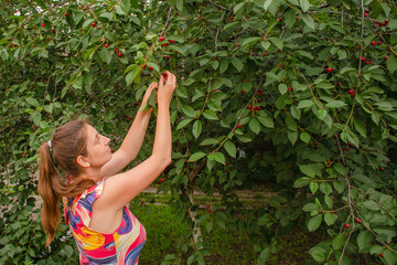 Happy young female gardener picking cherries from a tree.
