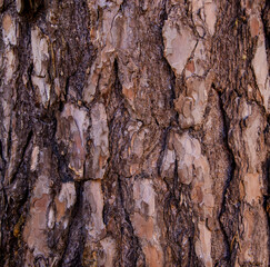 Texture wallpaper in the form of photos of tree bark and wood close-up. Pictures were taken in March 2022 in Podlasie and Masuria in Poland.