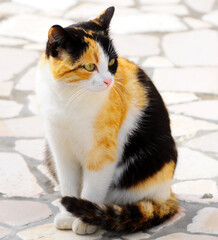 Gatto colorato in posa. gatta a tre colori. gatto randagio. gattina che guarda a destra 