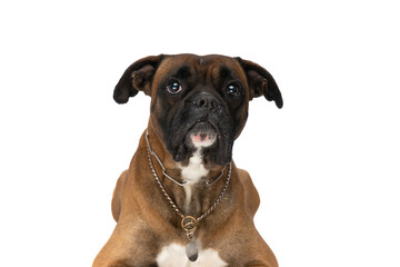 cute boxer with collar around neck on white background