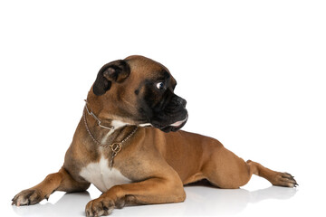 scared boxer dog with collar laying down and looking to side