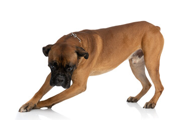 side view of adorable boxer dog looking down