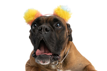 eager boxer dog with colorful tassels headband looking up and panting