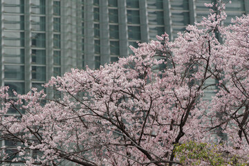 東京港区南青山2丁目から見える桜と近代的な建物