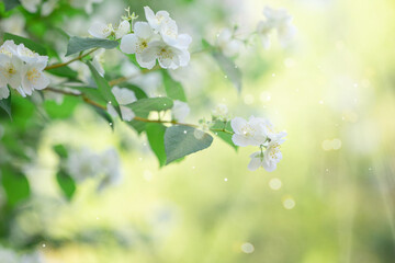 Obraz na płótnie Canvas Branches of blossoming flowering plants on natural blurry background. Fresh green tree leaves of light outdoors sun on summer. Spring flowers in sun flares. Close-up, copy space. High quality photo
