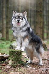 Portrait of a young Finnish Lapphund dog