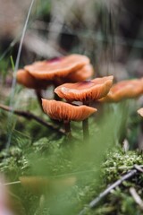 Closeup or macro of a brown mushroom in moss