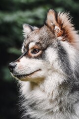 Portrait of a young Finnish Lapphund dog