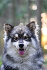 Portrait of a young Finnish Lapphund dog